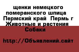 щенки немецкого померанского шпица - Пермский край, Пермь г. Животные и растения » Собаки   